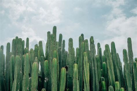 羅漢松陽台|羅漢松：珍稀樹種的奧秘與養護撇步 – 植物盆栽綠寶典